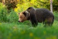 Huge brown bear male looking aside on green summer meadow at sunset.