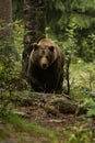 Huge brown bear seen from the front in the woods