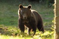 Huge brown bear, wild specimen in harghita mountains Royalty Free Stock Photo
