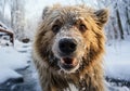 Huge brown bear in winter landscape with falling snow. AI generated