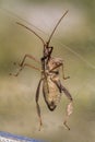 Huge Brown Leaf-Footed Bug Leptoglossus oppositus Royalty Free Stock Photo