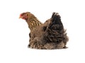 huge brown hen sitting isolated on white