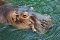 Huge Brown Hippo in the River