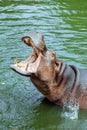 Huge Brown Hippo in the River