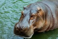 Huge Brown Hippo in the River