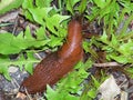 Big brown slug in the dandelion leaves Royalty Free Stock Photo