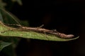 A huge brown stick insect in Borneo jungle