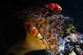 Huge bubble tip anemone on live rock stone move tentacles in flow and host ocellaris clownfish, animal protect fish in nano reef