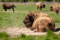 A huge buffalo lie on the grass, resting after a hearty lunch Royalty Free Stock Photo