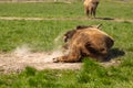A huge buffalo lie on the grass, resting after a hearty lunch Royalty Free Stock Photo