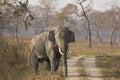 Huge Bull Asian Elephant Royalty Free Stock Photo