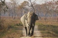 Huge Bull Asian Elephant at Kaziranga Royalty Free Stock Photo