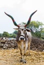 Huge bull cattle tied with ropes look directly in the camera