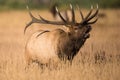 Huge bull elk in rut in Colorado Royalty Free Stock Photo