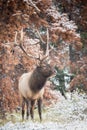 Huge bull elk watching over the meadow.