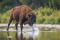 Huge bull of european bison, bison bonasus, crossing a river.
