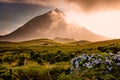 Huge bull in front of volcano Pico-Azores