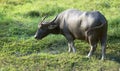 Huge bull with a green background