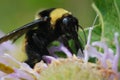 A Huge Bumble Bee Harvests Pollen in Prairie