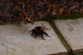 tired bumblebee drinking sugar water to regain energy