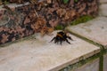 bumblebee drinking sugar water to regain energy