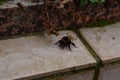 huge bumblebee drinking sugar water to regain energy