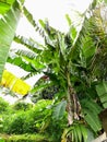 Huge bunch of bananas hanging with tree Royalty Free Stock Photo
