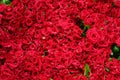 HUGE BUNCH OF RED ROSES IN HOWRAH FLOWER MARKET Royalty Free Stock Photo