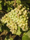 A huge bunch of ripe white grapes hangs on a vine Royalty Free Stock Photo
