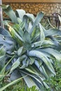 huge bush of agave Royalty Free Stock Photo