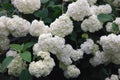 Huge bush of blooming white green hydrangea flowers in summer garden Royalty Free Stock Photo