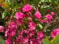 A huge bush of colorful blossom pink flowers. Royalty Free Stock Photo