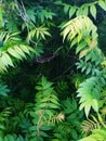 A huge Bush with juicy green leaves, depressions