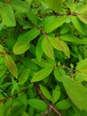 A huge Bush with large juicy green leaves