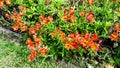 a huge bush of Peruvian lily stands out brightly in the city flowerbed in summer