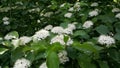 A huge bush spirea in all its glory. Blooming spirea beauty.