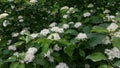 A huge bush spirea in all its glory. Blooming spirea beauty.