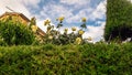 a huge bush of yellow roses against a background of blue sky with white clouds Royalty Free Stock Photo