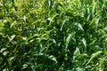 Huge bushes of overripe nettles with seeds