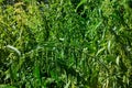 Huge bushes of overripe nettles with seeds