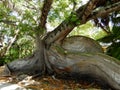 Huge Buttress Roots on a Miami Landmark