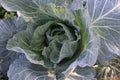 huge cabbage in the autumn field, autumn vegetables Royalty Free Stock Photo