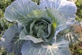 huge cabbage in the autumn field, autumn vegetables Royalty Free Stock Photo