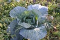 huge cabbage in the autumn field, autumn vegetables Royalty Free Stock Photo