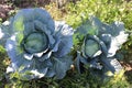 huge cabbage in the autumn field, autumn vegetables Royalty Free Stock Photo