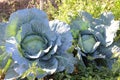 huge cabbage in the autumn field, autumn vegetables Royalty Free Stock Photo