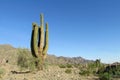 Huge cactus against the blue sky Royalty Free Stock Photo
