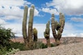 Huge cactus against the blue sky Royalty Free Stock Photo