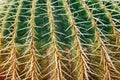 Huge cactus background