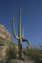 The huge cactus - Carnegie giant Carnegiea gigantea. Organ Pip Royalty Free Stock Photo